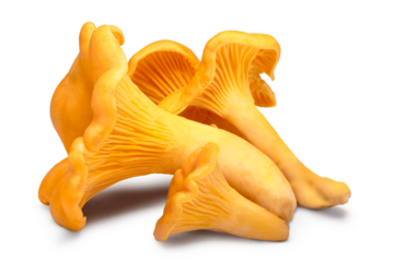 Chanterelle or girolle mushrooms (Cantharellus cibarius) isolated png