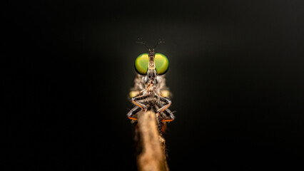 Close up a robber fly on branch and dark background, Nature background, Big eye insect, Thailand.