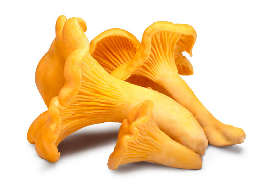 Chanterelle or girolle mushrooms (Cantharellus cibarius) isolated png