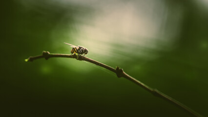 Close up a Fly perched on a tree branch, dry wood with isolated background, Common housefly, Colorful insect, Selective focus.