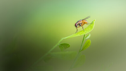 Close up a Fly on green leaf and nature blurred background, Common housefly, Colorful insect, Selective focus.
