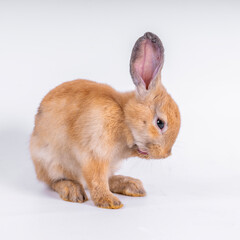 Obraz premium cute black and white rabbit isolated white background