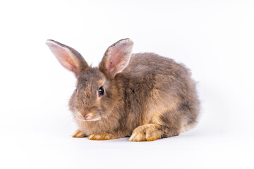 cute black and white rabbit isolated white background