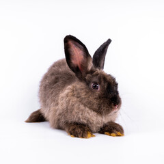 cute black and white rabbit isolated white background