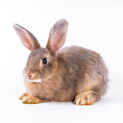 Obraz premium cute black and white rabbit isolated white background