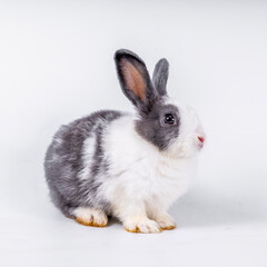 cute black and white rabbit isolated white background