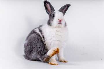 cute black and white rabbit isolated white background