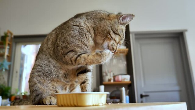 Domestic cute tabby cat eating wet pet food from tin can on the table. Healthy kitten eating food with appetite. Health of pets