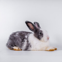 cute black and white rabbit isolated white background