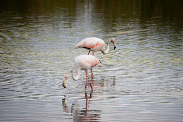Pareja de flamencos adultos rosados buscando comida en un lago