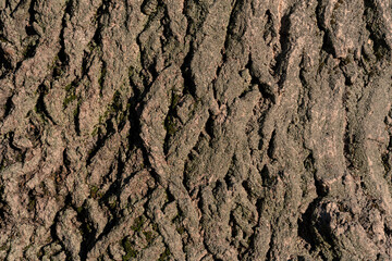 bark of tree