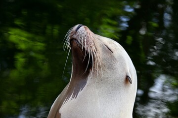 A cute seal sits in the water and enjoys the sun 