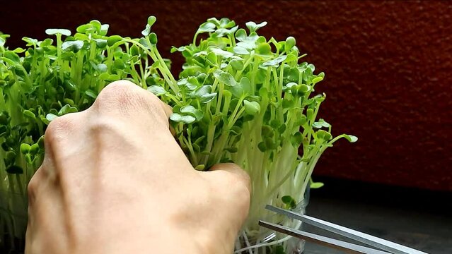 Footage of Harvesting Daikon Kaiware, a Hydroponic Microgreens Grown as Edible Houseplants