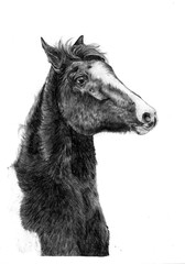 Black and white pencil drawing of an horse, hand drawn art of pinto gypsy vanner pony portrait