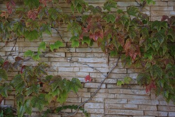 Beautiful brick wall with growing climber plant