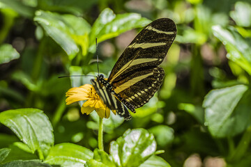 Close up view of different tropical butterfly in botanical garden. AMSTERDAM, The NETHERLANDS.