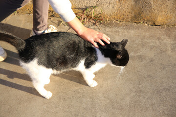 Woman petting cute cat outdoors, closeup. Stray animal