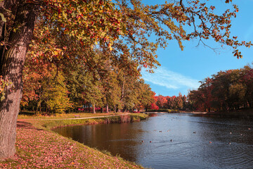 Obraz premium Picturesque view of park with beautiful trees and lake. Autumn season