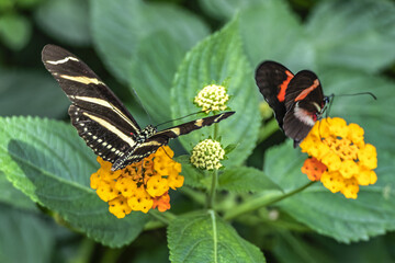 Close up view of different tropical butterfly in botanical garden. AMSTERDAM, The NETHERLANDS.