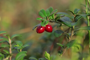 Tasty ripe lingonberries growing on sprig outdoors, closeup