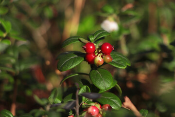 Tasty ripe lingonberries growing on sprig outdoors