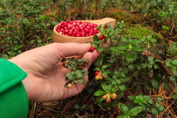 Woman picking up tasty lingonberries near wooden cup outdoors, closeup