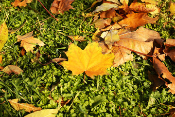 Beautiful dry leaves on green grass outdoors, flat lay. Autumn season