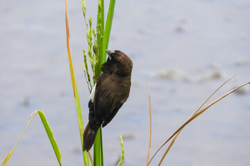 a small seed-eating bird, most like to eat rice