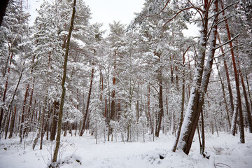 A snowfall in a forest, winter mood, beautiful snowy winter forest. selective focus