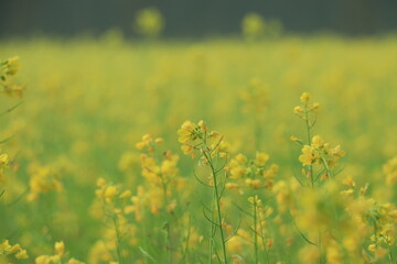 An Image of Mustard Flower