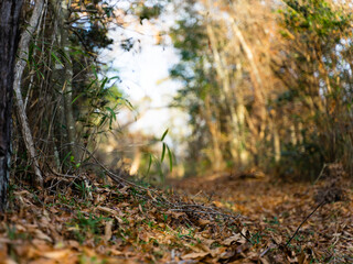 自然の小路・入口