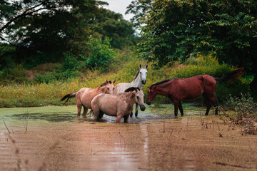 A team of colorful horses bathing in a pond