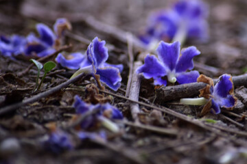 flor, primavera, naturaleza, azafrán, flora, otoñal, fábrica, hojas, morada, hojas, beldad, huerta, florecer, violacea, azul, césped, macro, bosque, flor, florecer, ciclos, flor silvestre, amarilla, p