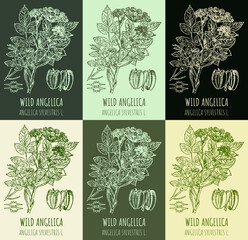 Set of vector drawings WILD ANGELICA in different colors. Hand drawn illustration. Latin name ANGELICA SYLVESTRIS L.
 - obrazy, fototapety, plakaty