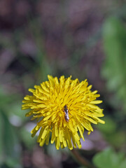Löwenzahn mit Wespenbiene