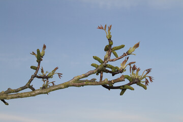 Echte Walnuss