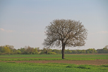 Obstbaum