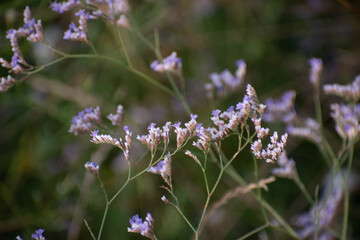 Flores de lavanda de mar (Limonium vulgare) en detalle