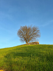 Obraz premium a lone tree surrounded by dense green grass. There are no other plants or buildings around him, which makes him even more lonely. this tree is located in an open area.Sunny skies and beautiful weather