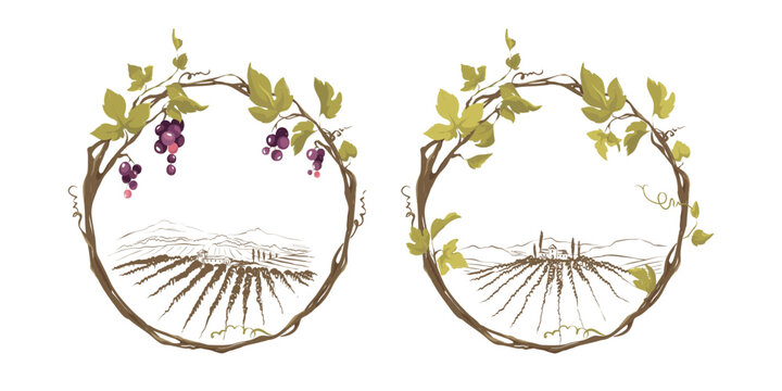 Grapevine - Vector Illustration. Design Elements With A Twisting Vine With Leaves And Black Berries. Freehand Drawing In Watercolor Style. Frame With Vine.