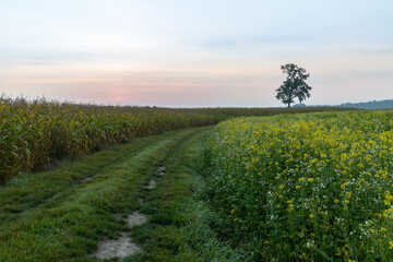 Obraz premium Sunrise and the silhouette of a lonely tree.