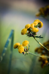 Tansy in bloom, yellow flowers in close-up with blurred background.
