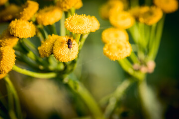 Tansy in bloom, yellow flowers in close-up with blurred background.