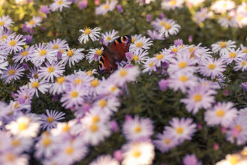 Colorful butterflies sit on flowerbeds, Aglais io. Flowers on the borders.