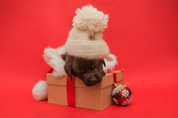 little cute puppy sleeping on a christmas gift box on a red background, christmas gift labrador puppy