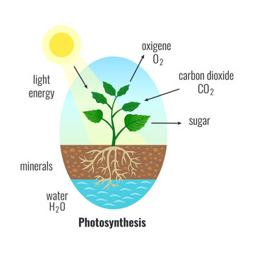 Photosynthesis Biological Process Composition