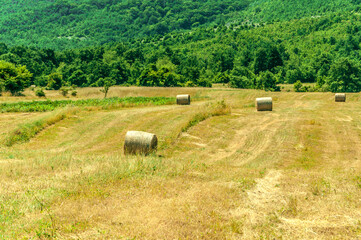 mowed down grass field with bales of hay laying around against forest background