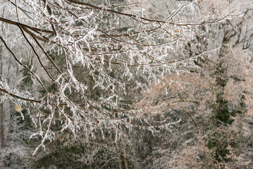 Magical hoarfrost at Christmas . Märchenhafter Raureif zu Weihnachten