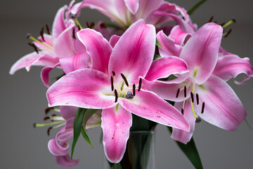 Bunch of blooming pink oriental lilies in a vase. Close up studio shot, no people