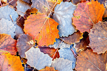 variably colored fallen off leaves in autumn